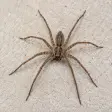 A house spider on a pale concrete surface